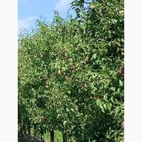 Продам грушу