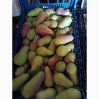 Продам грушу