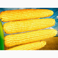 Солодка кукурудза «Мегатон» суперсолодка