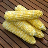 Продам солодку кукурудзу сорт Ракель