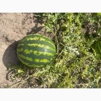 Кавун Продюсер дуже солодкий