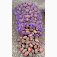 ФГ реалізує товарну картоплю сорту Лабелла