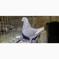 Голуби Кінги