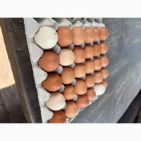 Продам домашнє натуральне яйце /опт/дрібний опт/роздріб