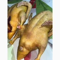 Продам курку/качку ДОМАШНЮ