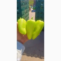 Продам перец