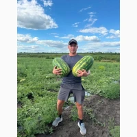 Продам кавун