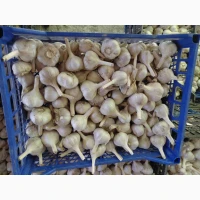 Продам часник сорту Любаша