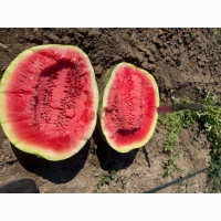Продам Кавун