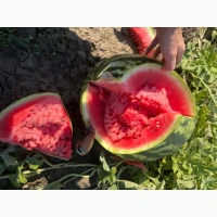 Продам Кавун