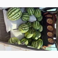 Продам Кавун