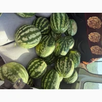 Продам Кавун