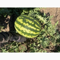 Продам Кавун