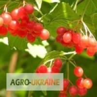 Калина ягода