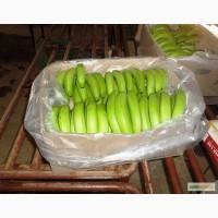 Бананы крупный опт из Эквадора