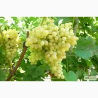 Продаємо дуже (солодкий ) Киш Миш оптом