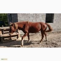 Продам молоду кобилу