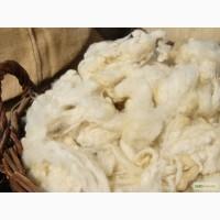 Куплю овечью шерсть