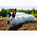 Продам Калифорнийских кролей
