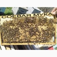 Весення подкормка пчел после облета