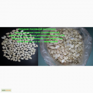 Посевной материал семян тыквы Волжская серая 92, Сероволжская