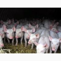 Закупаем живых свиней живым весом по хорош цене