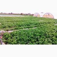 Продам петрушку выращенную на полях