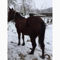 Кобила.лошиця