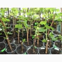 Продаю саженцы винограда