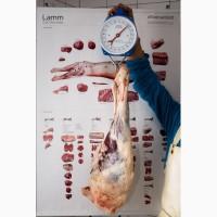 Продам баранину в тушах та по елементах доставка по Україні