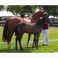 Brilliantring-Stutfohlen Walentina, bewegungsstarkes Springblut