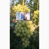 Продам виноград, сорт Аркадия