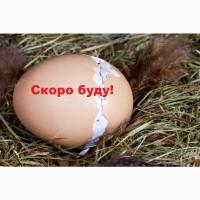 Инкубационные яйца бройлеров пробиотики, ферментационная подстилка
