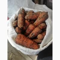 Продам харчову моркву