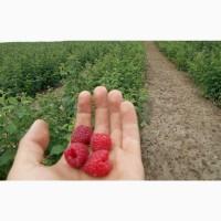 Продам саджанці Малини, ремонтантний сорт POLANA.Саженцы.Опт Роздріб