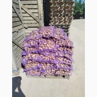 ФГ продає гуртом товарну картоплю сортів Королева Анна та Ред Леді від виробника