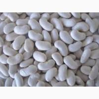 Продам квасолю, сорт Мавка