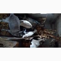 Продам козьи шкуры сами выращиваем цена договорная