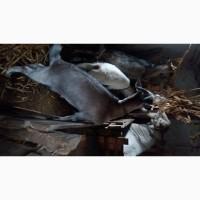 Продам козьи шкуры сами выращиваем цена договорная