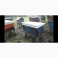 Продам бджолопакети/ Продам пчелопакеты