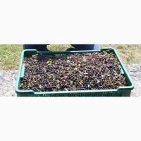 Купуємо чорницю будь-якими партіями