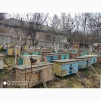 Продаються бджоли