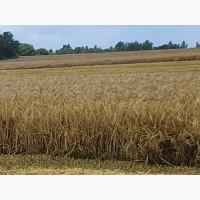Куплю ячмінь фуражний у Львівській області
