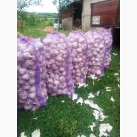 Куплю часник озимий та ярий ДОРОГО оптом
