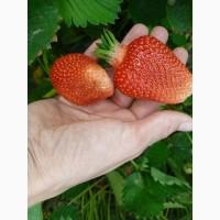 Продам саджанці клубніки сорт Азія