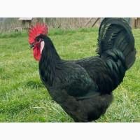 Інкубаційне яйце курей Барбезье. оплід хороший