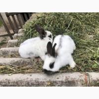 Продам кролів