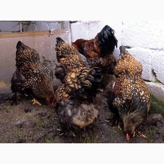 Інкубаційне яйце (курчата). Кохінхін: ізабелла, золото, блакитний