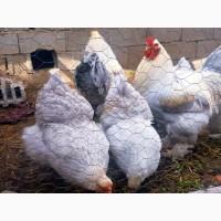 Інкубаційне яйце (курчата). Кохінхін: ізабелла, золото, блакитний