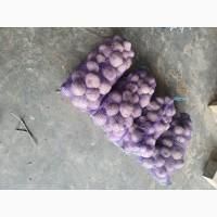 Буряк столовий